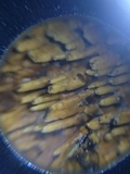 Pirex concentricus image