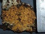 Pirex concentricus image