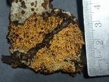 Pirex concentricus image