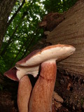Xanthoconium purpureum image