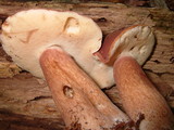 Xanthoconium purpureum image