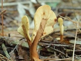 Spathulariopsis velutipes image