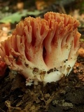 Ramaria botrytis image