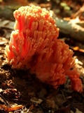 Ramaria botrytis image