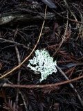 Hypogymnia enteromorpha image