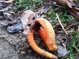 Clathrus columnatus image