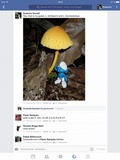 Leucocoprinus brunneoluteus image