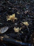 Artomyces piperatus image