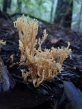 Artomyces piperatus image