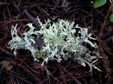Platismatia herrei image