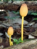 Leucocoprinus brunneoluteus image