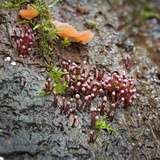 Ascocoryne trichophora image