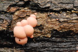 Lycogala epidendrum image