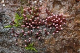 Ascocoryne trichophora image