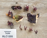 Ascocoryne trichophora image