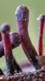 Ascocoryne trichophora image