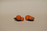 Lycogala epidendrum image