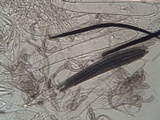 Trichoglossum hirsutum image