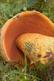 Boletus luridus image
