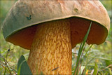 Boletus luridus image