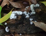 Ceratiomyxa fruticulosa var. fruticulosa image