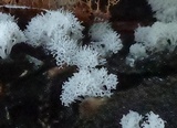 Ceratiomyxa fruticulosa var. fruticulosa image