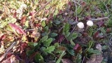 Tulostoma fimbriatum var. campestre image