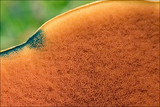 Boletus luridus image