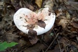 Hygrophorus russula image