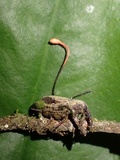 Ophiocordyceps curculionum image