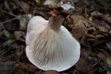 Hygrophorus russula image
