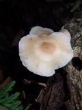 Lentinula boryana image
