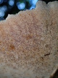 Lenzites elegans image