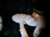 Leucoagaricus melanotrichus image