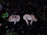 Leucoagaricus melanotrichus image