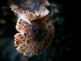 Leucoagaricus melanotrichus image