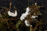 Byssostilbe stilbigera image