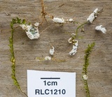 Byssostilbe stilbigera image