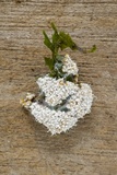 Byssostilbe stilbigera image