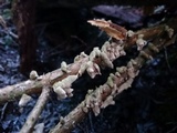 Stereum ochraceoflavum image