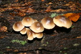 Mycena inclinata image