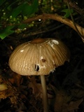 Xerula megalospora image