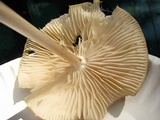 Xerula megalospora image