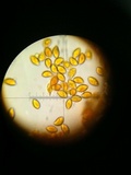 Xerula megalospora image