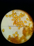 Xerula megalospora image