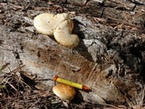Neolentinus lepideus image