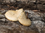 Neolentinus lepideus image