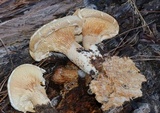 Neolentinus lepideus image