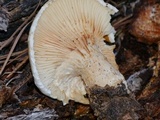 Neolentinus lepideus image