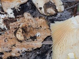 Neolentinus lepideus image